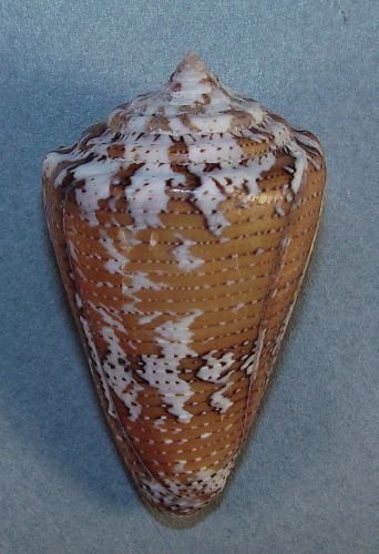 Conus cedonulli 50.14mm beautiful rare specimen tobago cays, saint vincent